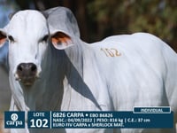 Lote 102