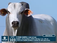 Lote 103