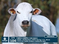 Lote 104