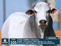Lote 105