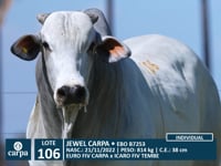 Lote 106