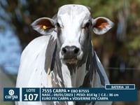 Lote 107