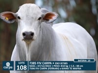 Lote 108