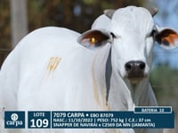 Lote 109