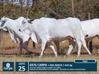 Lote 25