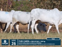 Lote 26