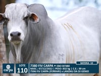 Lote 110