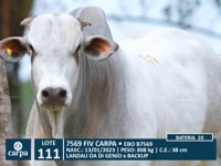 Lote 111