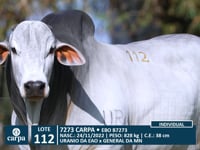 Lote 112