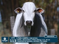 Lote 113
