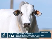 Lote 114