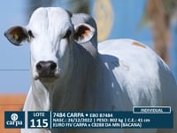 Lote 115