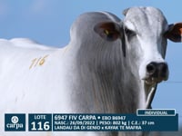 Lote 116
