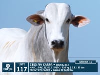 Lote 117