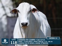 Lote 118