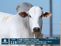 Lote 119