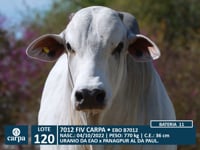 Lote 120