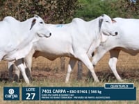 Lote 27
