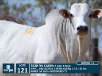 Lote 121