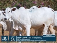 Lote 28