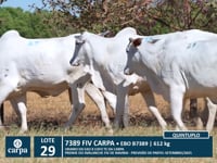 Lote 29