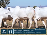 Lote 31