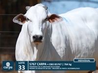 Lote 33