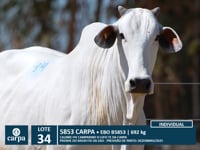 Lote 34