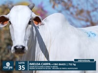 Lote 35