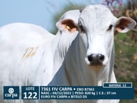 Lote 122