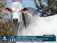 Lote 123