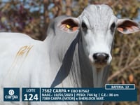 Lote 124
