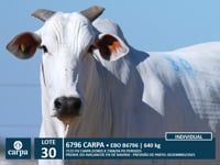 Lote 30