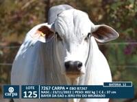 Lote 125