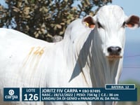 Lote 126