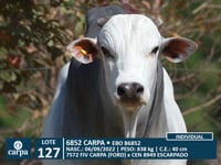 Lote 127