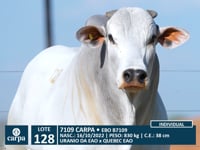 Lote 128
