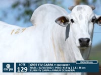 Lote 129