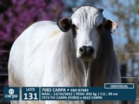 Lote 131