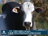 Lote 132
