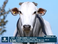 Lote 134