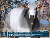 Lote 135