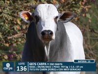 Lote 136