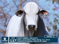 Lote 137