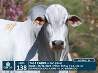 Lote 138