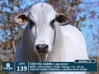 Lote 139