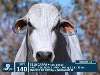 Lote 140
