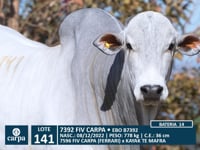 Lote 141