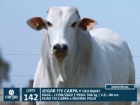 Lote 142