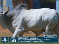 Lote 143